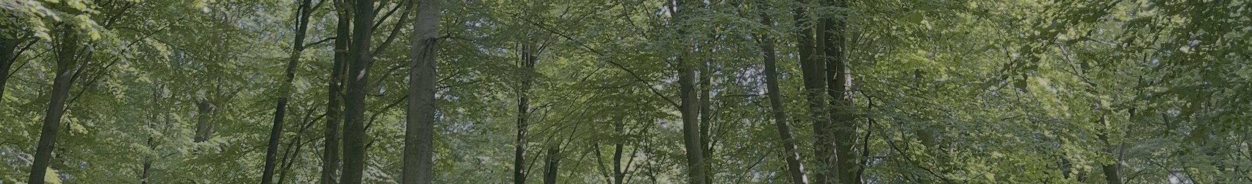 Forest background